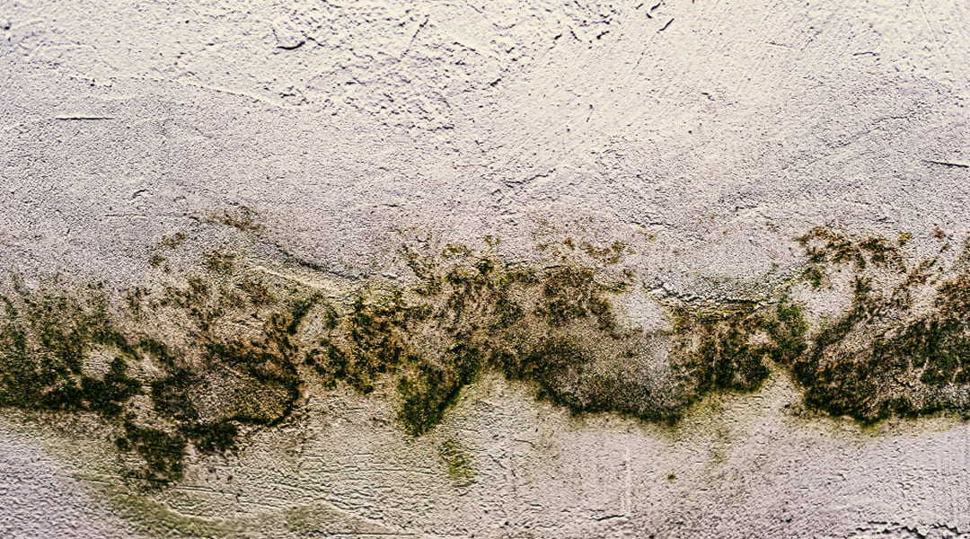 Odeur de moisi dans la maison : causes, risques et solutions