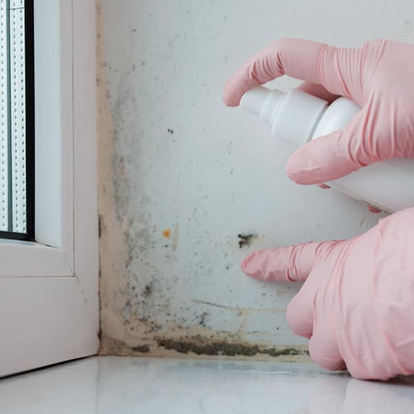 Mains gantées appliquant un produit en spray sur des moisissures noires près d'un cadre de fenêtre